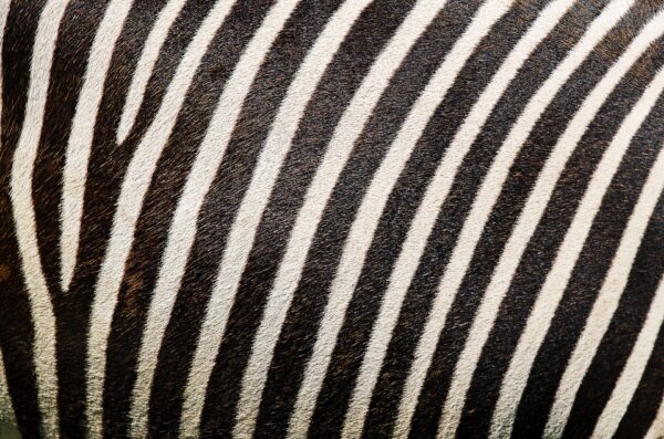 Animal Print Scrapbook Paper - Image 4