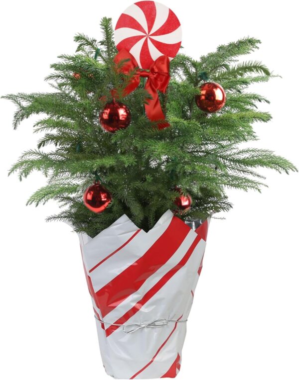 Costa Farms Live Christmas Tree, 18 to 20-Inches Tall, Decorated with Christmas Gift Wrap