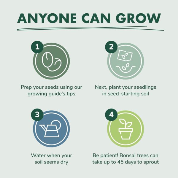Bonsai Tree Kit - Grow 3 Mini Bonsai Trees, Indoor Plant Growing Kit - Bonsai Starter Kit with Bonsai Seeds, Soil, Planters & Shears - Image 2