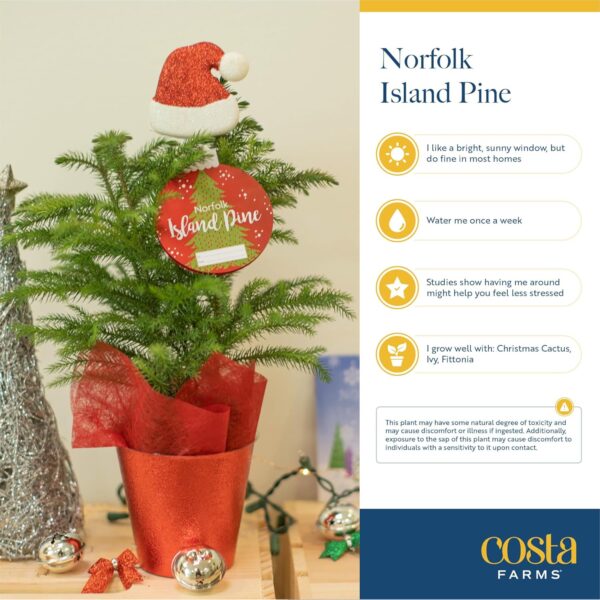 Costa Farms Live Christmas Tree, 18 to 20-Inches Tall, Decorated with Christmas Gift Wrap - Image 2
