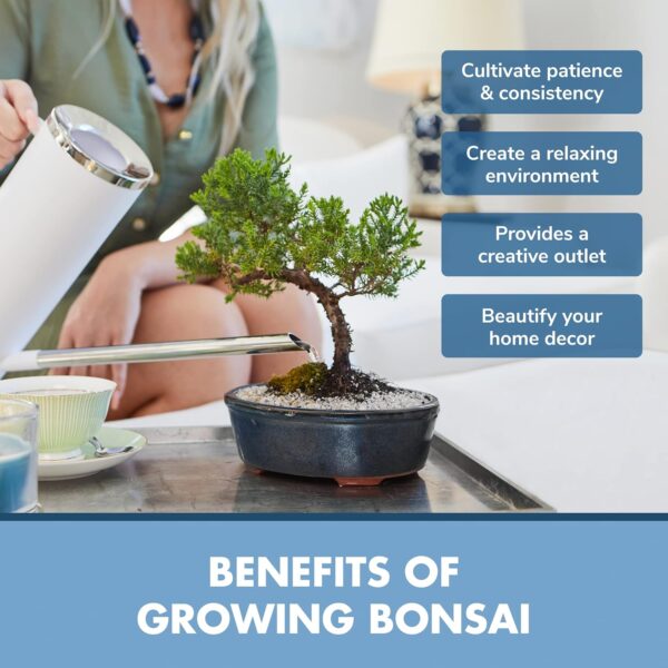 Bonsai Tree Kit - Grow 3 Mini Bonsai Trees, Indoor Plant Growing Kit - Bonsai Starter Kit with Bonsai Seeds, Soil, Planters & Shears - Image 3