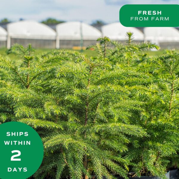 Costa Farms Live Christmas Tree, 18 to 20-Inches Tall, Decorated with Christmas Gift Wrap - Image 5